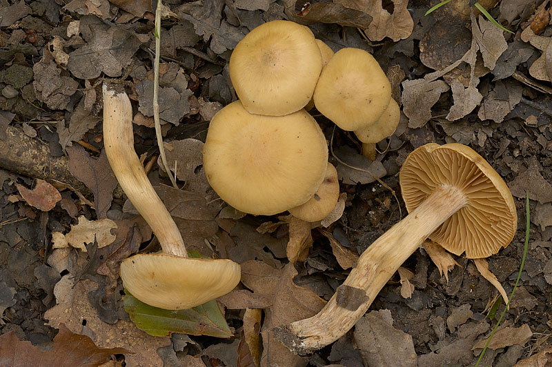 Cortinarius (subgenus Telamonia) cf roseonudipes